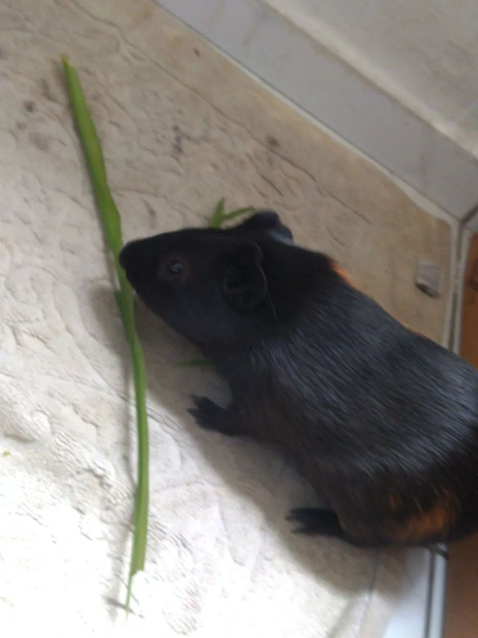 Porquinho da índia NOVO - Foto 4