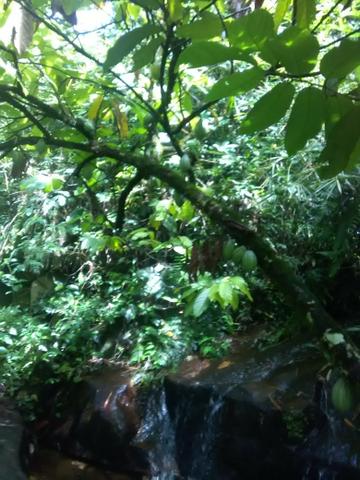 Vendo fazenda em Wenceslau Guimarães - Foto 4