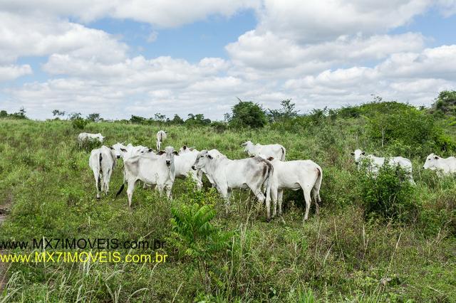 Fazenda Pecuária de 1.260 Hectares - Foto 3