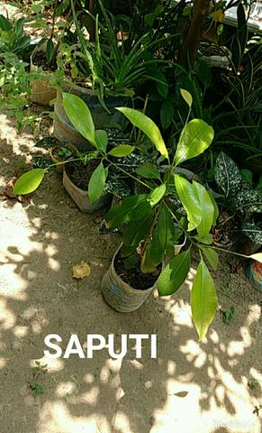 Vendo plantas ornamentais e medicinais - Foto 3