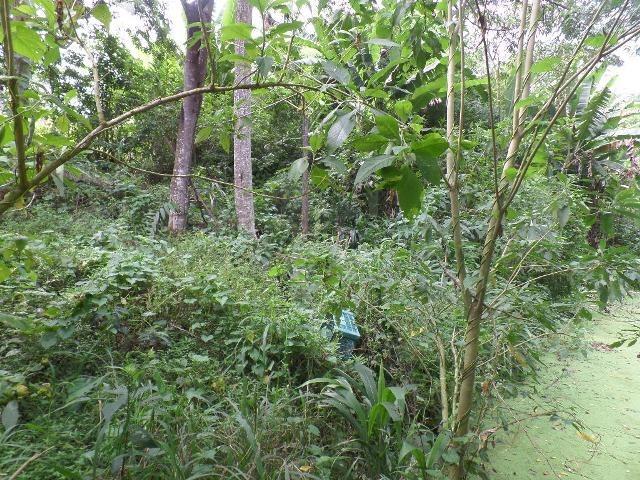 154 - Área de terra em Providência - Foto 15
