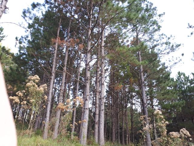 Floresta de Pinus Elliotti para Resina (arrendamento) ou venda das árvores - Foto 2