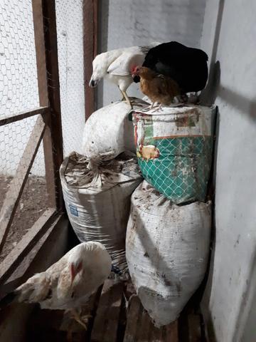 Esterco de GALINHAS ( cama de galinha)