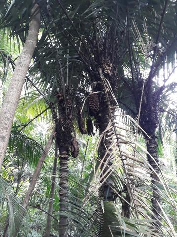 Sitio em Toca da onça,Lumiar,Nova Friburgo - Foto 13