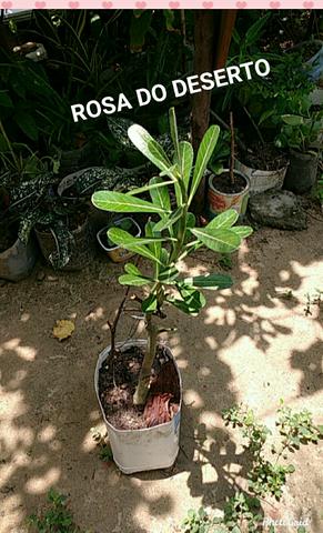 Vendo plantas ornamentais e medicinais