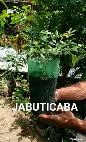 Vendo plantas ornamentais e medicinais - Foto 5