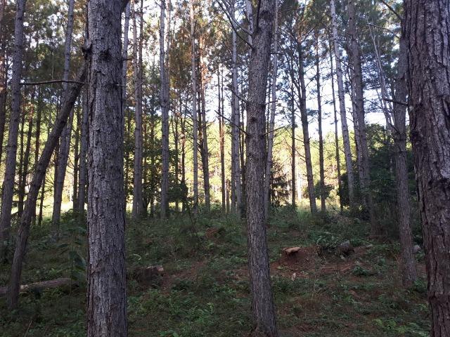 Floresta de Pinus Elliotti para Resina (arrendamento) ou venda das árvores - Foto 4