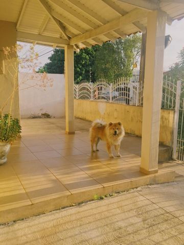 Oportunidade! Casa à venda (3 quartos, Vila Xavier - terreno 200m²/100m² constr.) - Foto 12