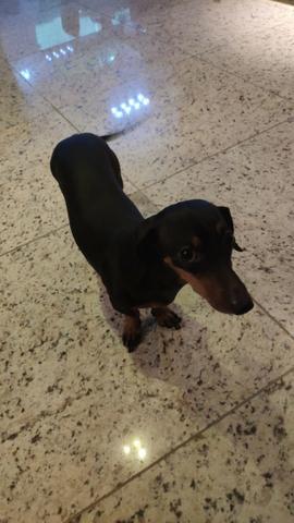 Procura-se Macho para cruzar - Foto 4