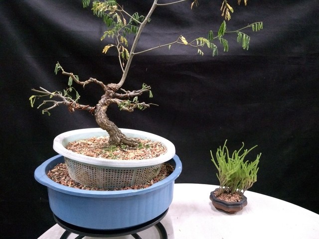 Pre bonsai chloroleucon tenuiflorum