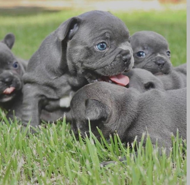 Bulldog francês blue  - Foto 5