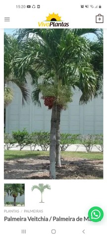Mudas de ? palmeiras veitchia para hornamentação de jardins e piscina. 