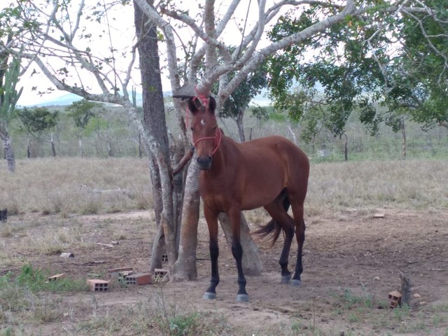 Potra mangalarga 