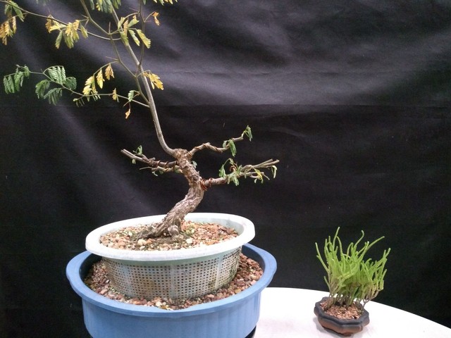 Pre bonsai chloroleucon tenuiflorum