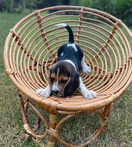 Multicor de Mini Beagles  - Foto 2