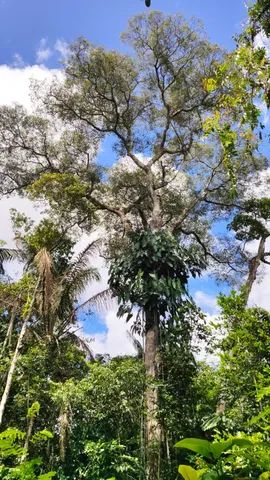 Chácara 50x100 com Igarapé Na Linha 17, BR 319, Sentido Humaitá. - Foto 4