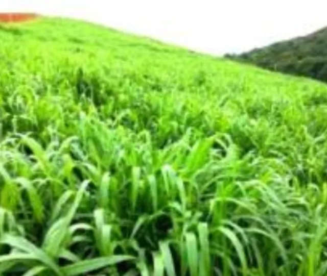 Aluguel de pastagens em Almenara MG