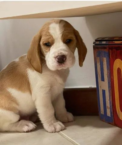 Multicor de Mini Beagles  - Foto 3