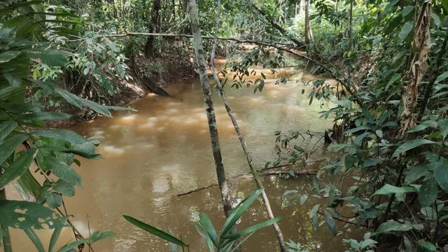 Chácara 50x100 com Igarapé Na Linha 17, BR 319, Sentido Humaitá. - Foto 2