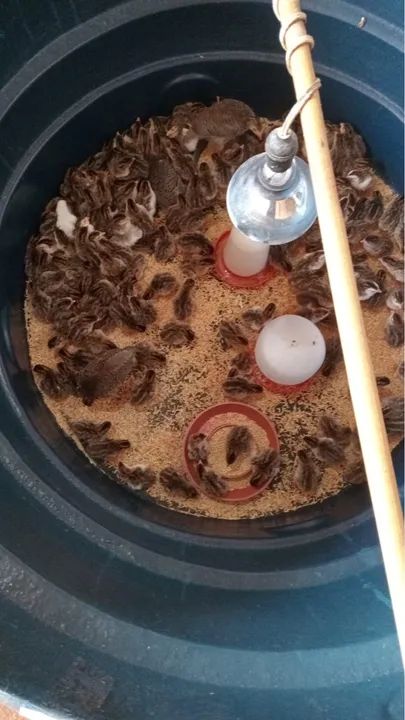 Filhotes de angolas  - Foto 5