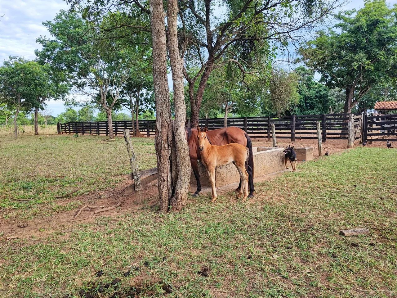 Égua parida   - Foto 5