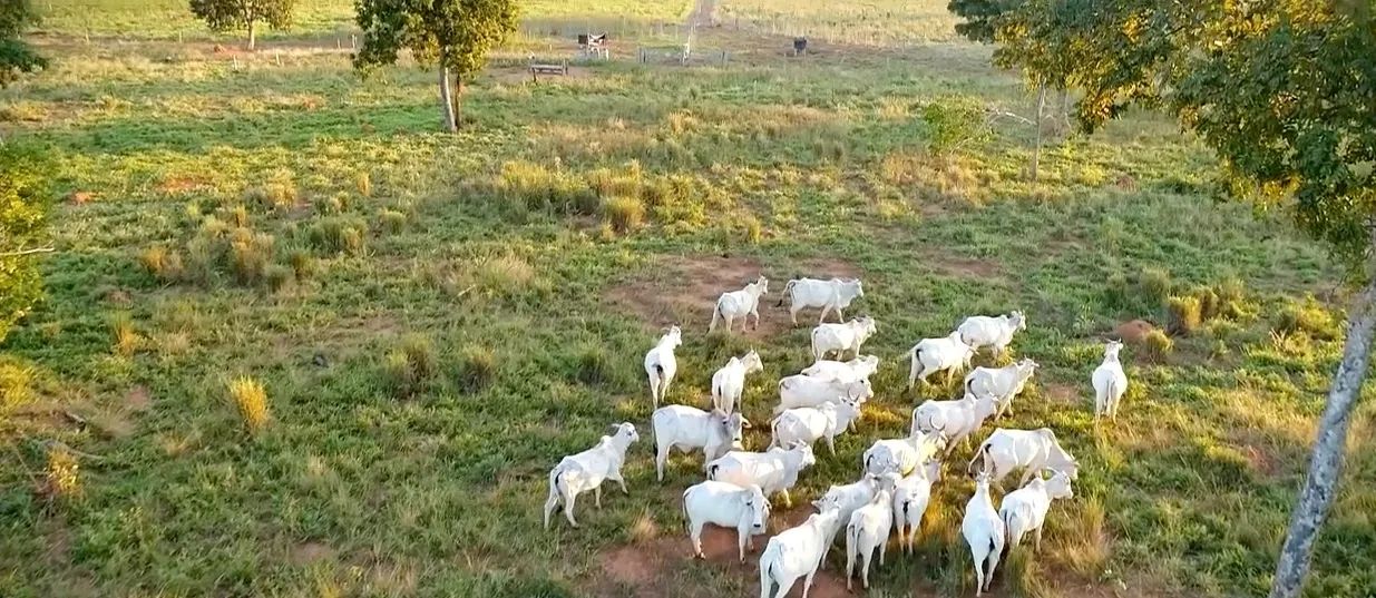 Fazenda na região de Cocalinho-MT - Foto 4
