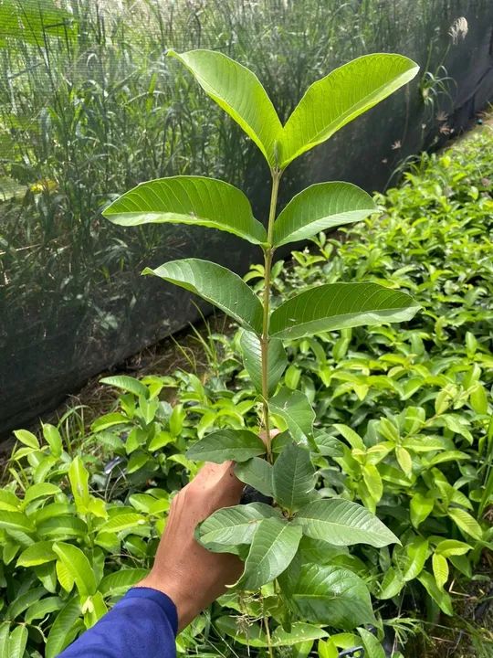 Mudas de goiaba paluma - Foto 6