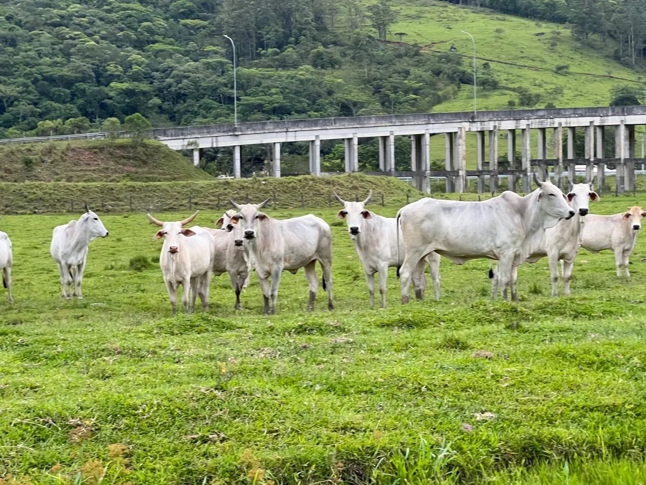Novilhas e vacas brahman/nelore  - Foto 2
