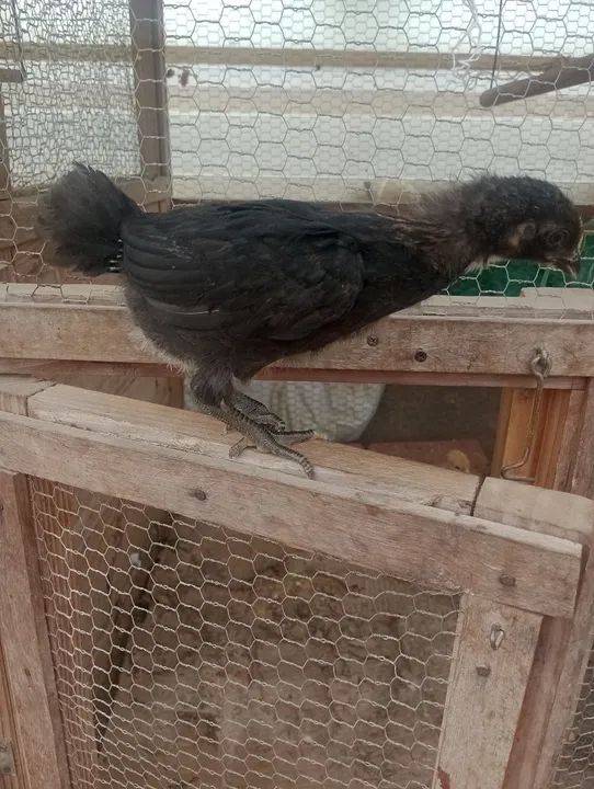 Frangotinha linhagem pesadão ( Cendre)  - Foto 5