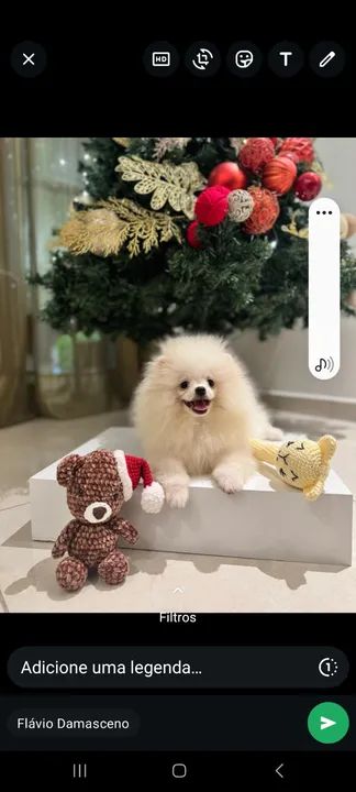 Spitz alemão anão  - Foto 6