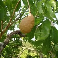 Muda de Baru Amendoim de Pé - Foto 4