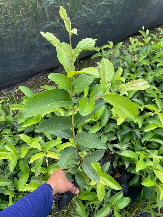 Mudas de goiaba paluma - Foto 3