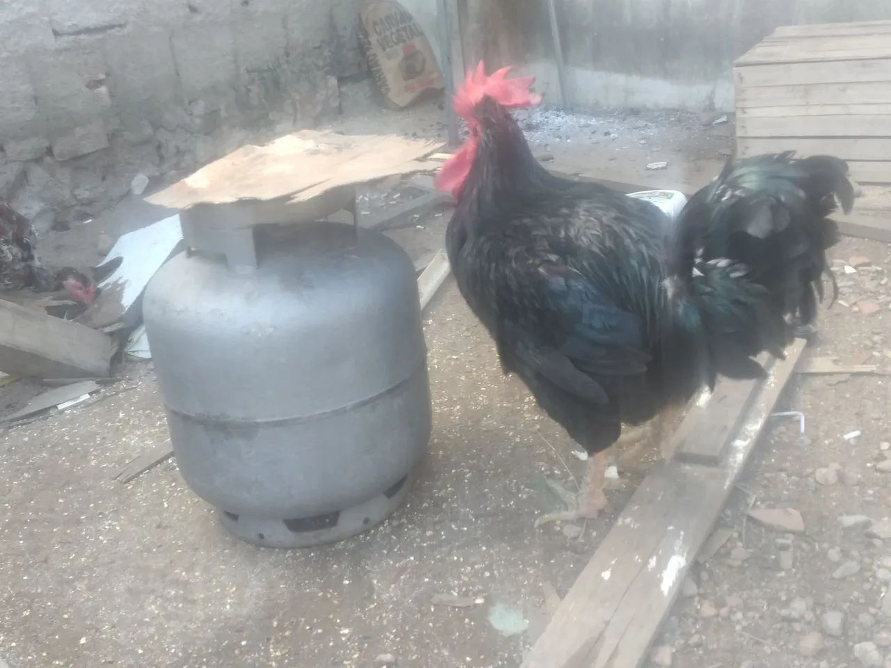 GSB, Galinha sertaneja balao . - Foto 2