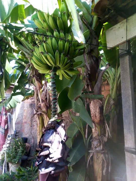 Muda de bananeira - Foto 3