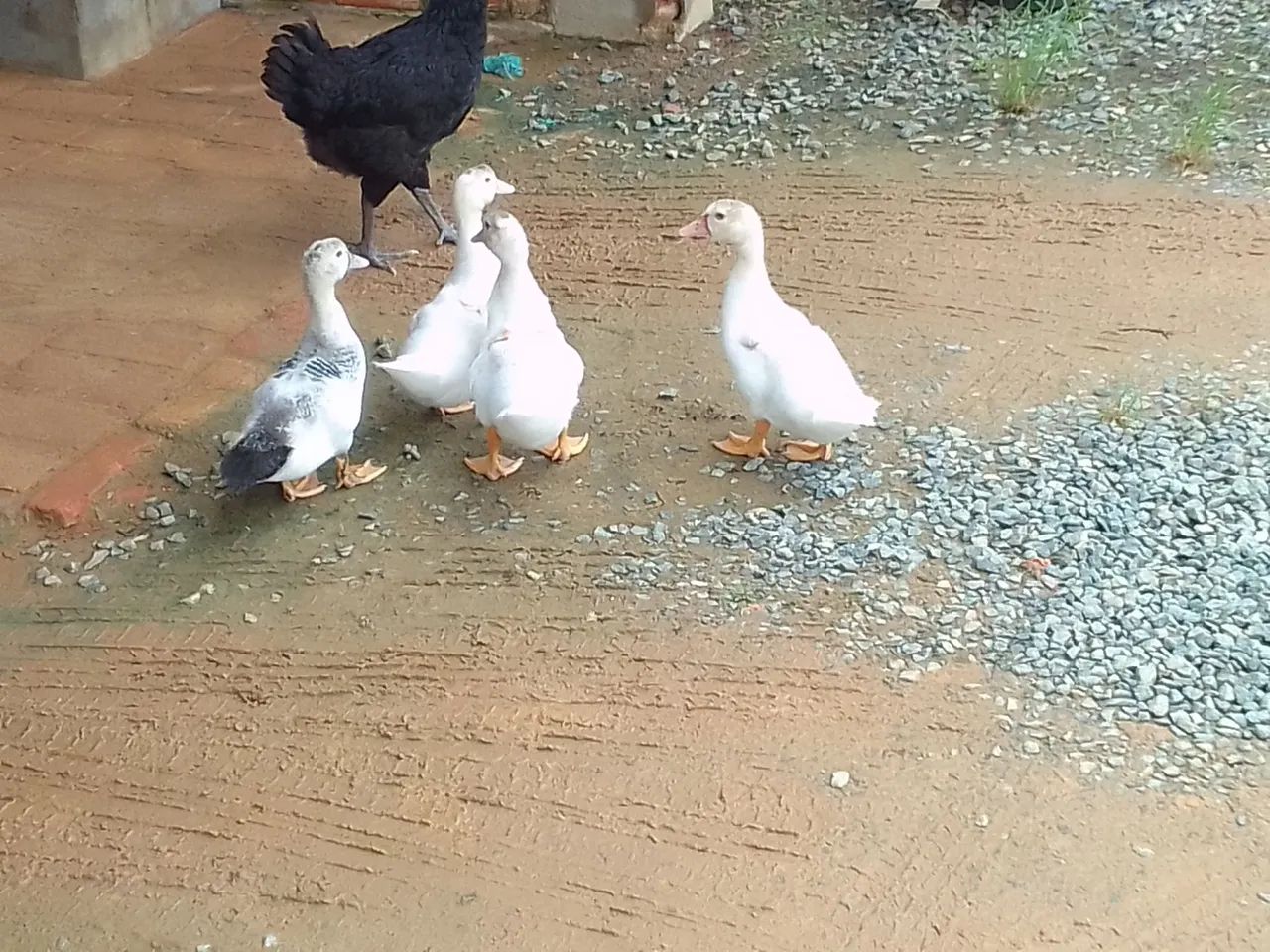  Filhotes de Patos brancos à venda.
