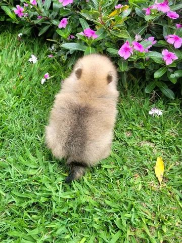 Spitz Alemão ( Pomerânia) Anão macho - Pedigree CBKC - 12x sem juros - envio incluso - Foto 3