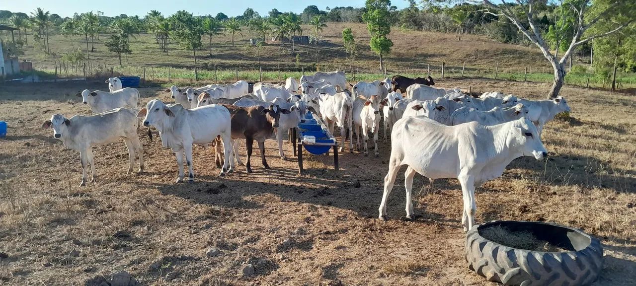 Vendo 35 bezerros primeira de luxo  - Foto 4