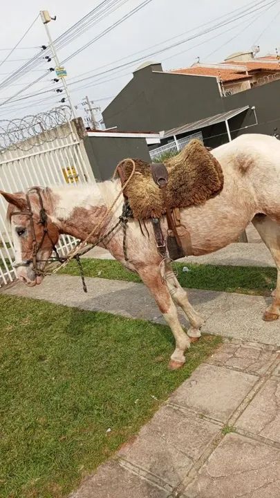 Vendo ou. Troco os dois por outro  - Foto 5