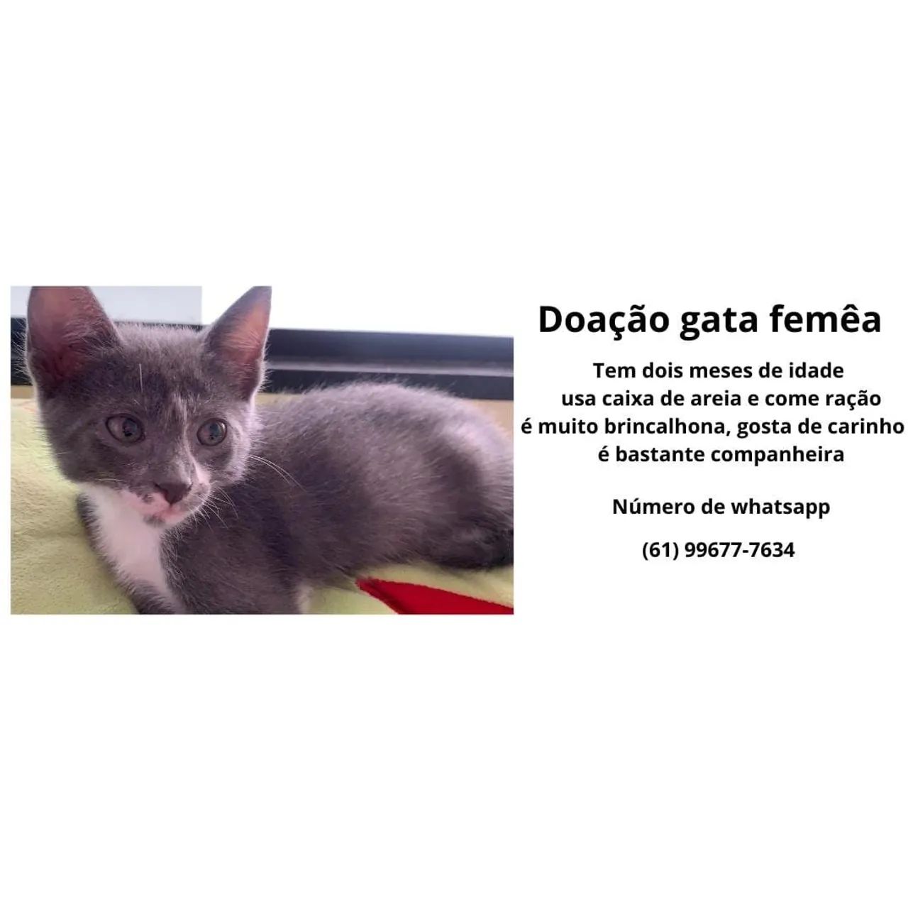 Doação de Gatos lindos e fofos precisando de família que cuide bem - Foto 2