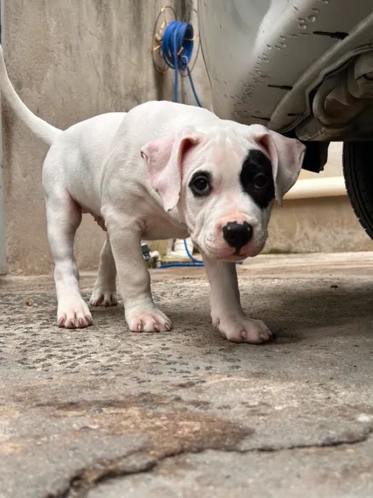 FILHOTE PIT MONSTER DE PROCEDÊNCIA PREÇO DE OCASIÃO - Foto 6