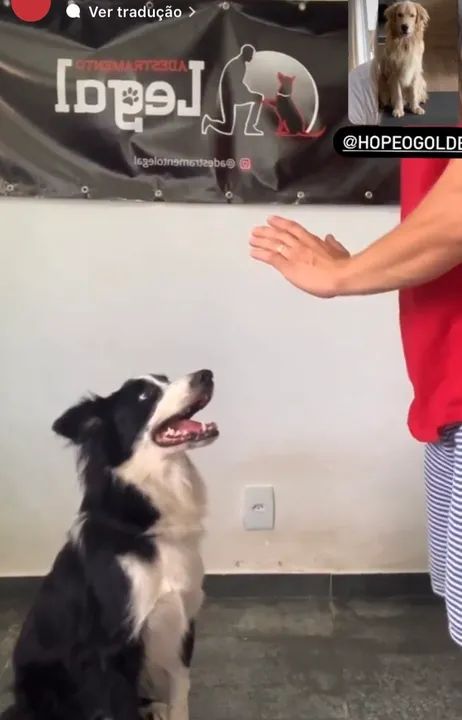 Adestramento de cães on-line  - Foto 4