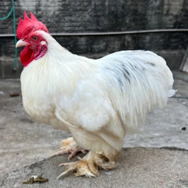 Casal mini cochin e mais 3 galos - Foto 4