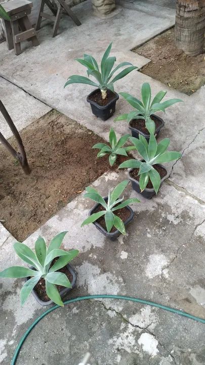 Agave do dragão  - Foto 4