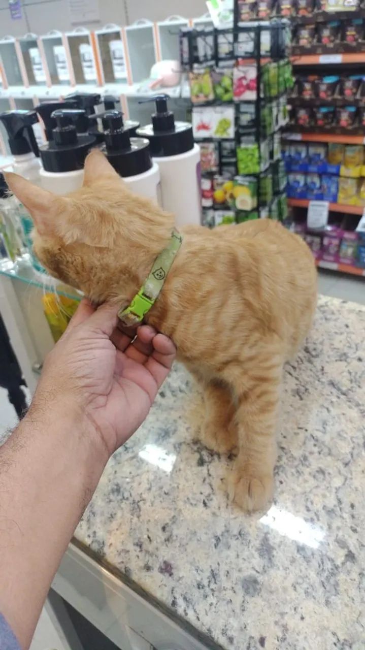 Gato laranja disponível para adoção - Foto 2