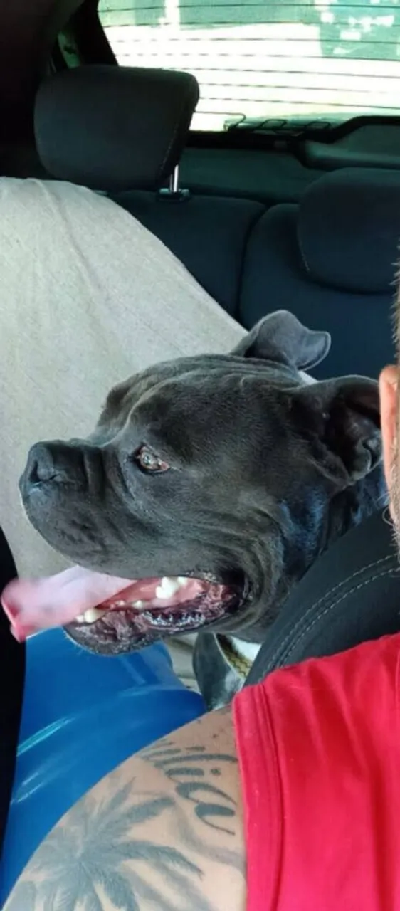Américan Bully doação manço