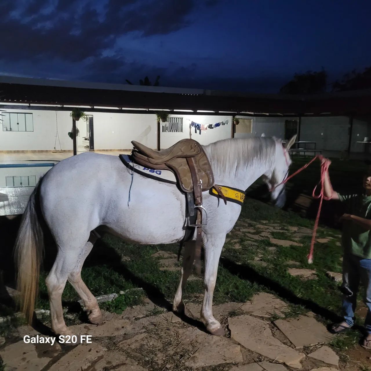 Cavalo de macha picada - Foto 3