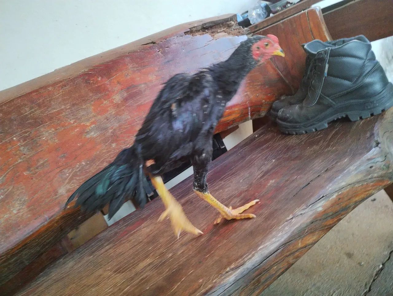 Frango  indio preto - Foto 4