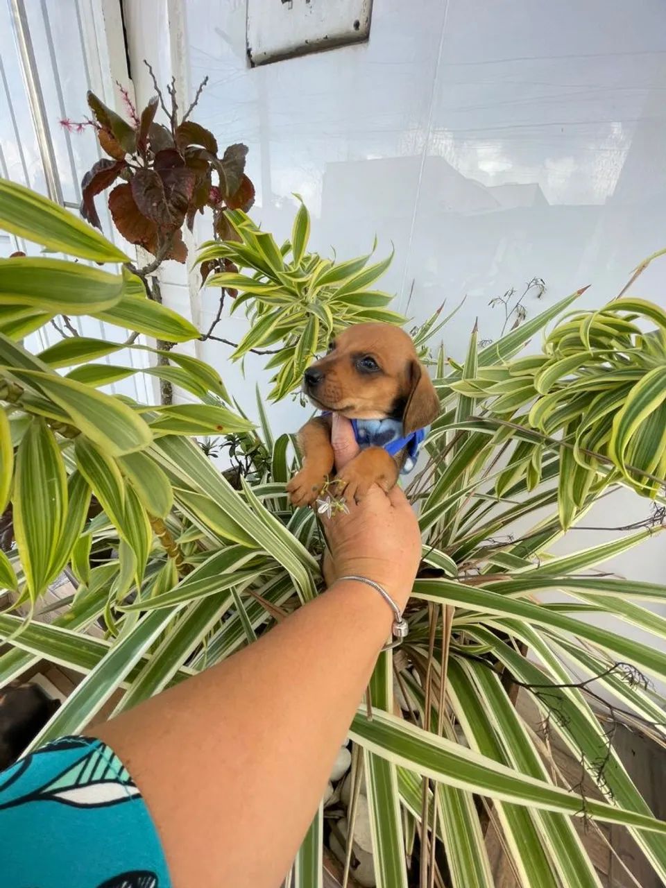 Filhote de Dachshund - Foto 2