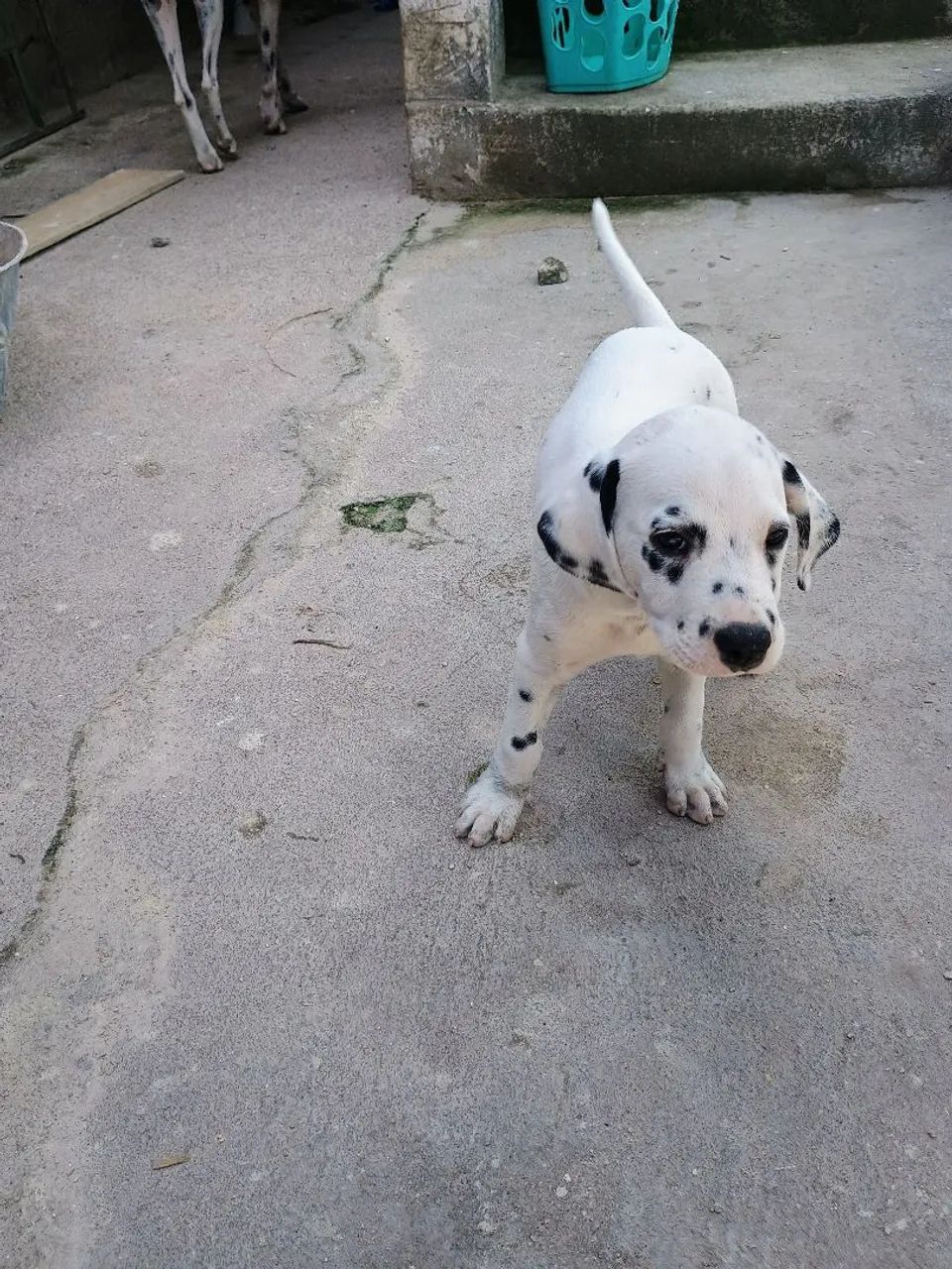 Filhote de Dálmata Puro Fêmea  - Foto 2