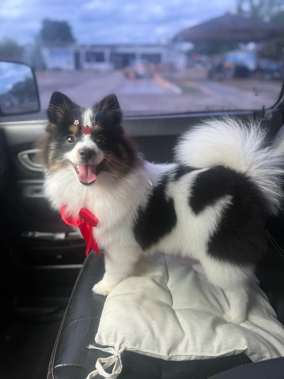 Spitz Alemão -7 meses